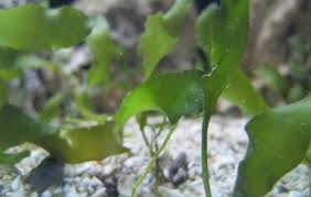 Can Macroalgae Replace a Protein Skimmer?