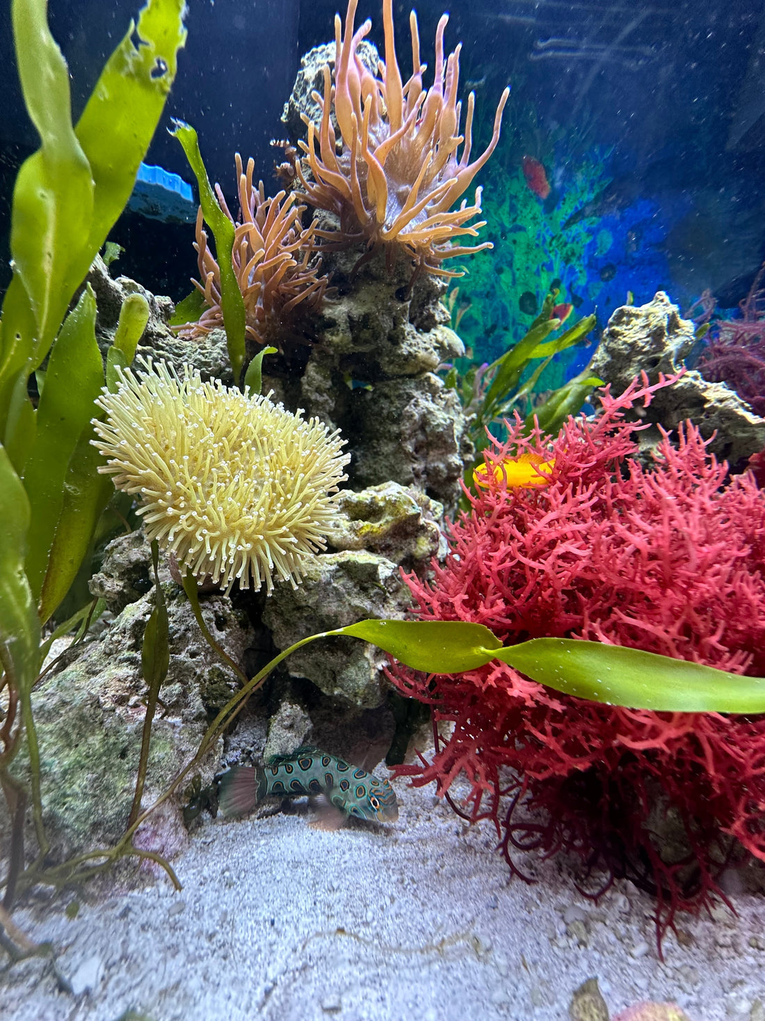 How to Anchor Macroalgae in your Reef Tank
