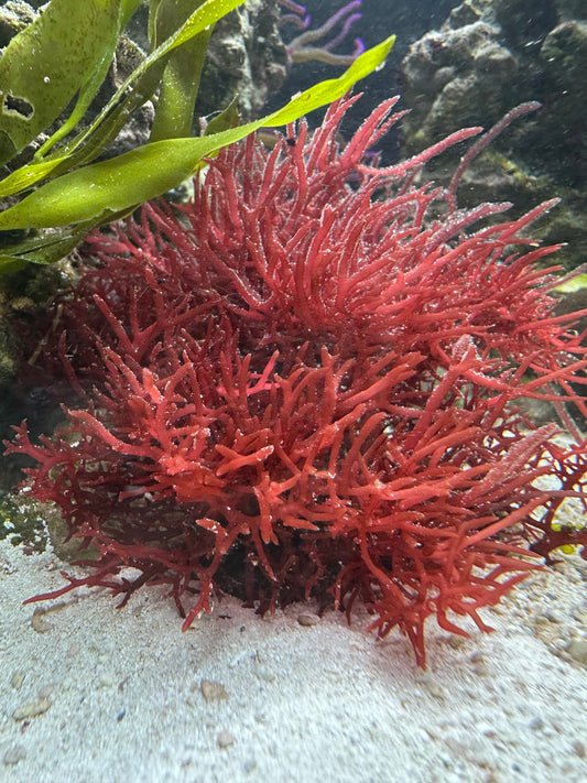 What Eats Macroalgae? The Best & Worst Tankmates.