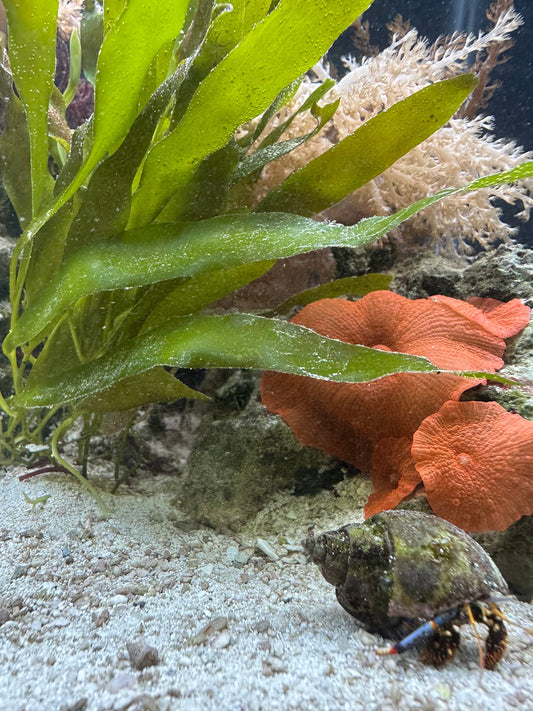The Benefits of Keeping Macroalgae in a Saltwater Aquarium