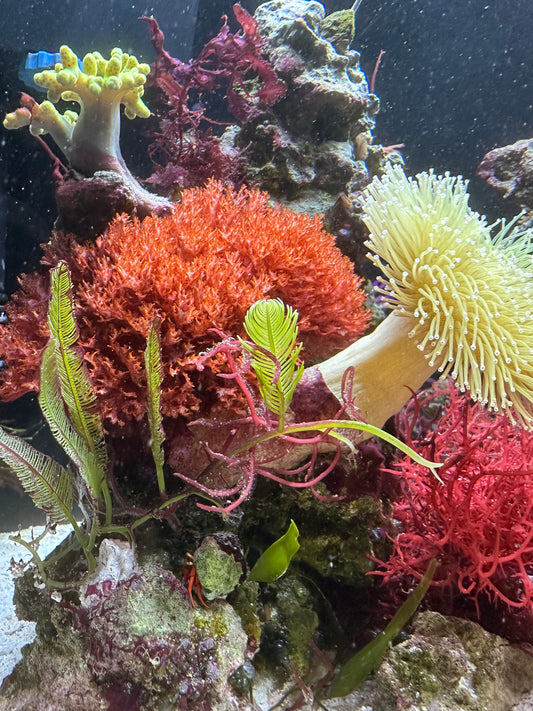 Top 5 Corals That Pair Well with Macroalgae