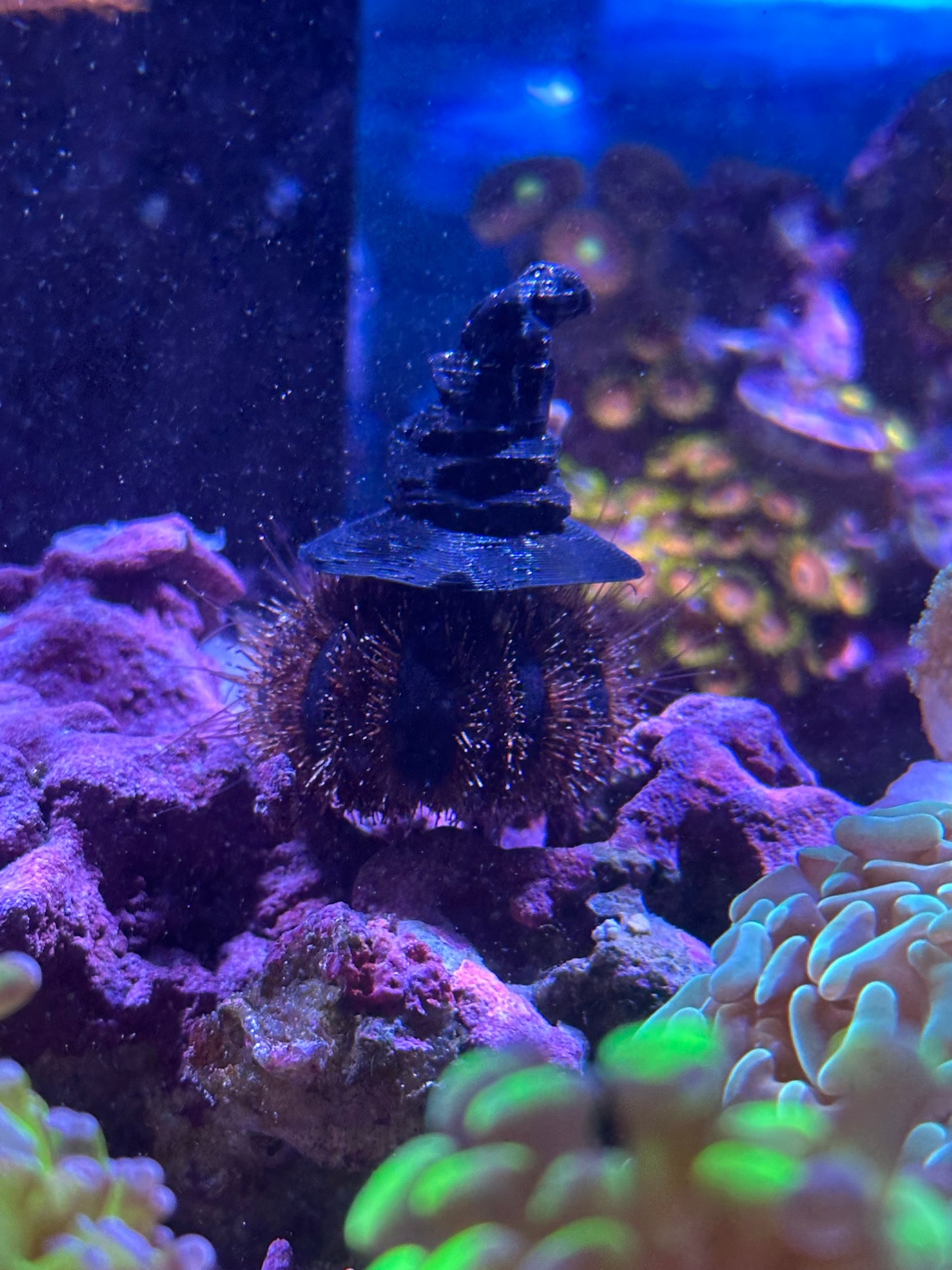 Sorting Hat - Sea Urchin Hat