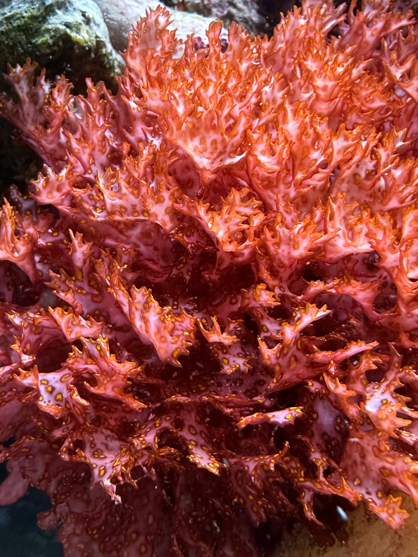Orange Galaxy - Halymenia Stipitata