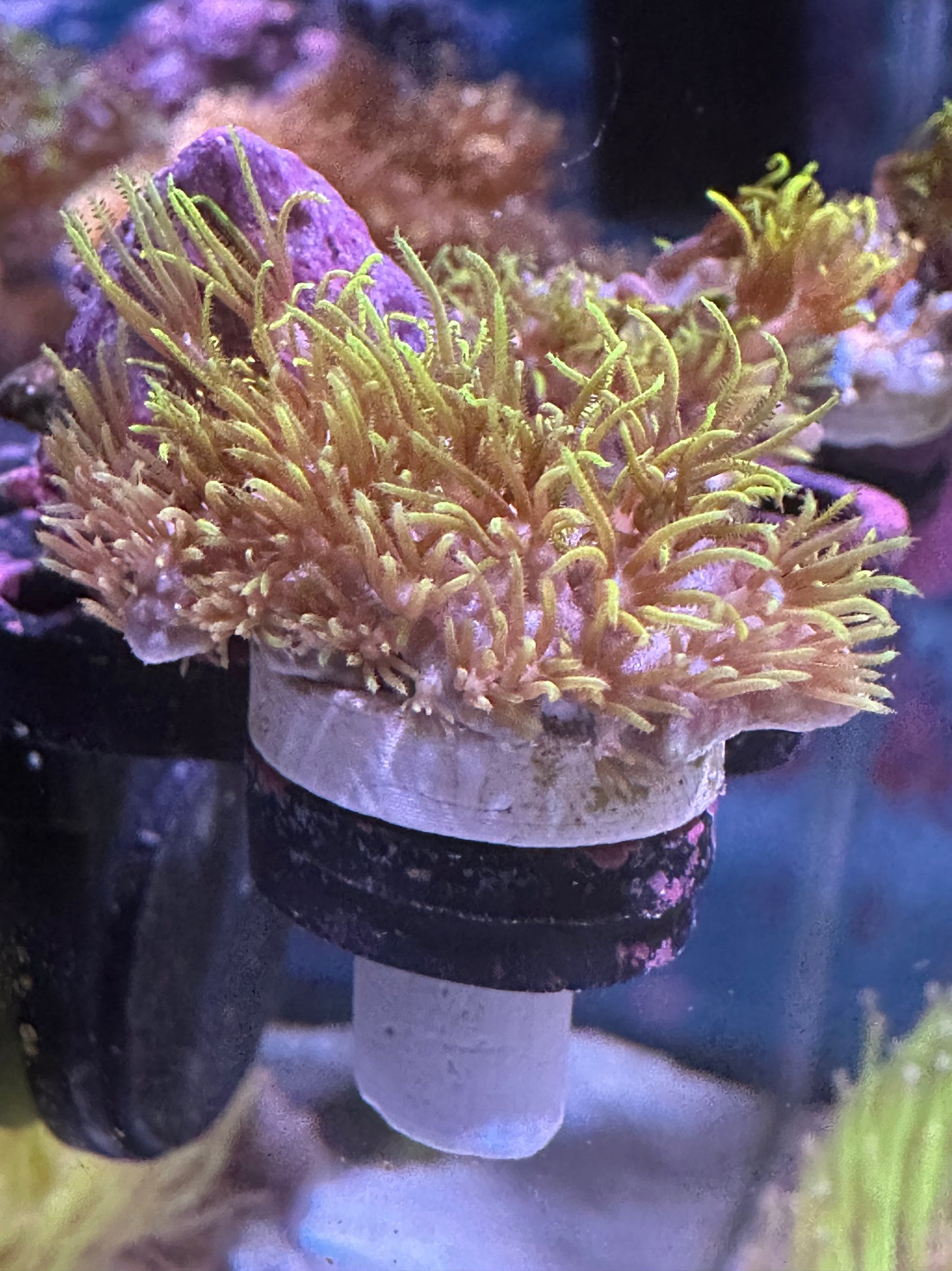 Green Star Polyps
