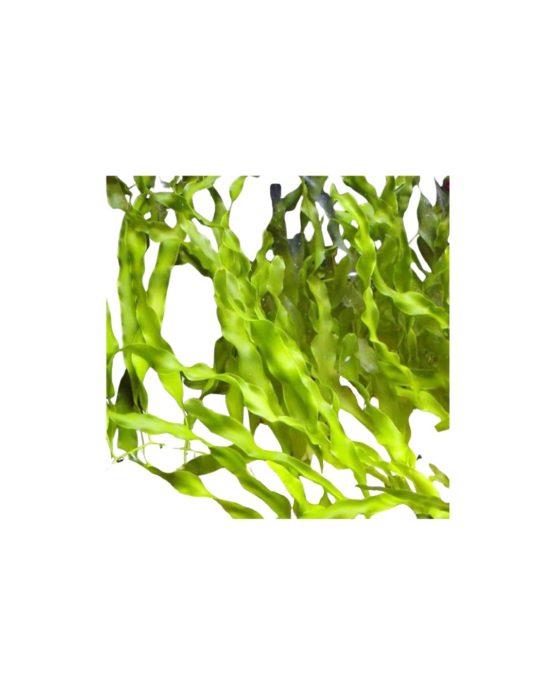 Blade Caulerpa