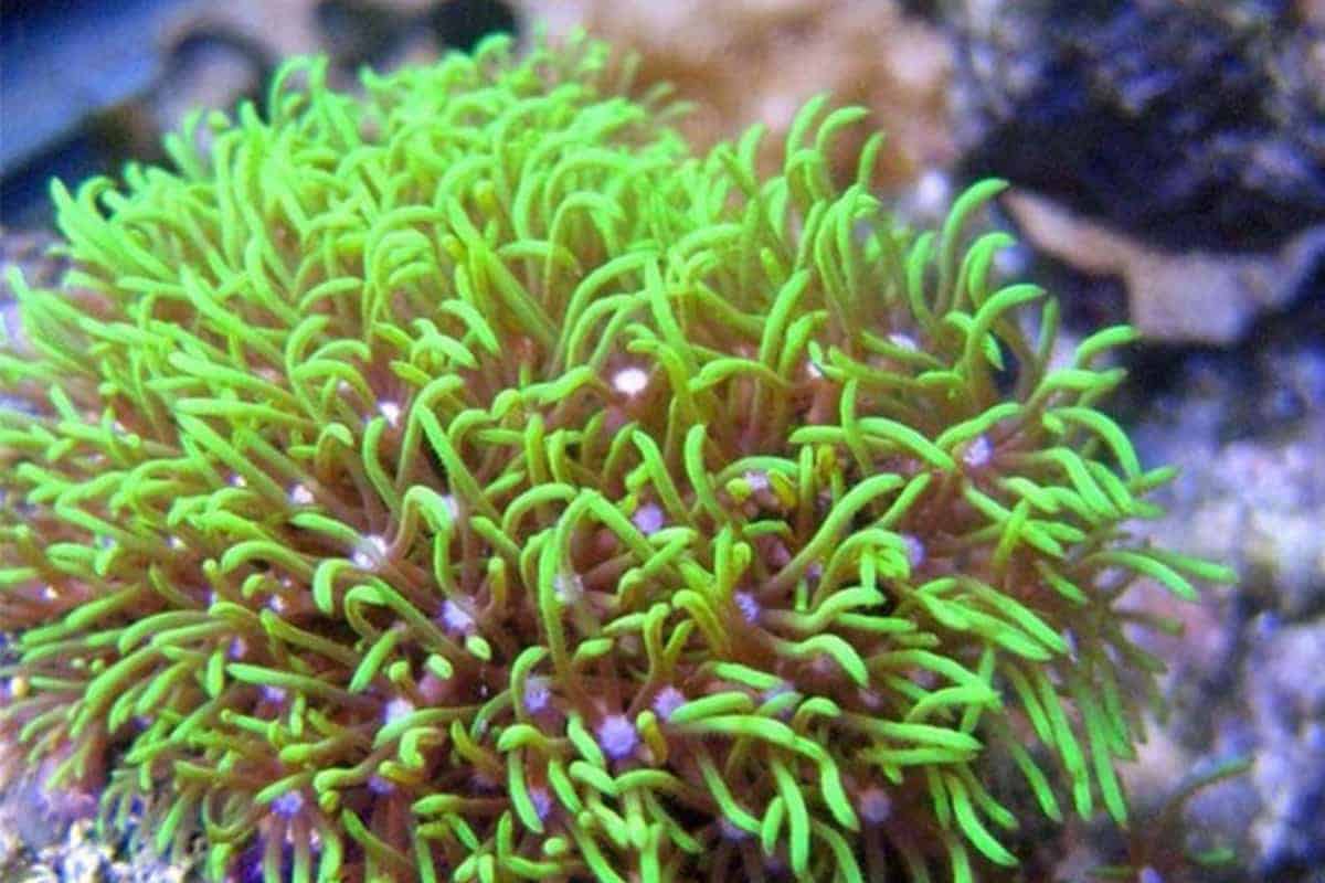 Green Star Polyps