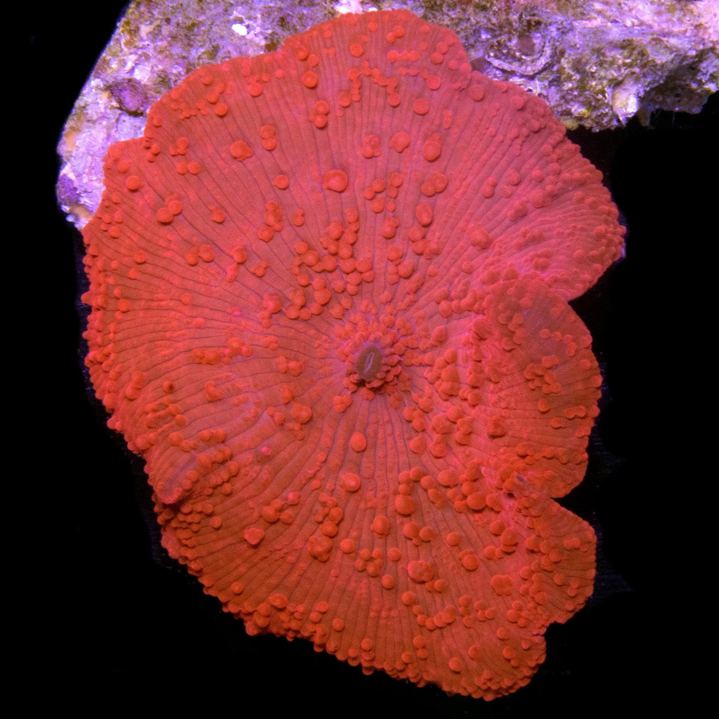 Red Discosoma Mushroom