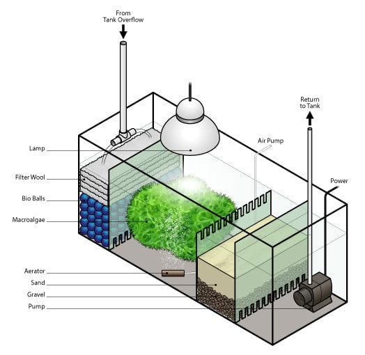 How to Set Up a Refugium with Macroalgae