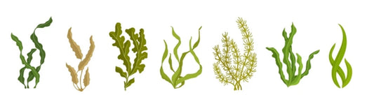 Growing Macroalgae as a Natural Food Source for Herbivorous Fish