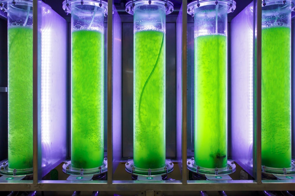What Is the Ideal Lighting Schedule for Macroalgae Growth?