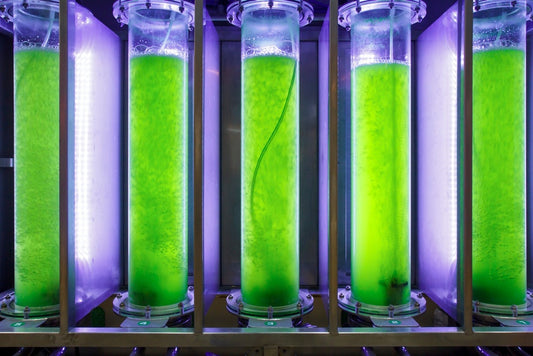 What Is the Ideal Lighting Schedule for Macroalgae Growth?