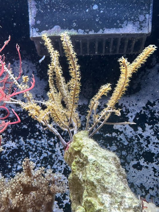Plume Gorgonian