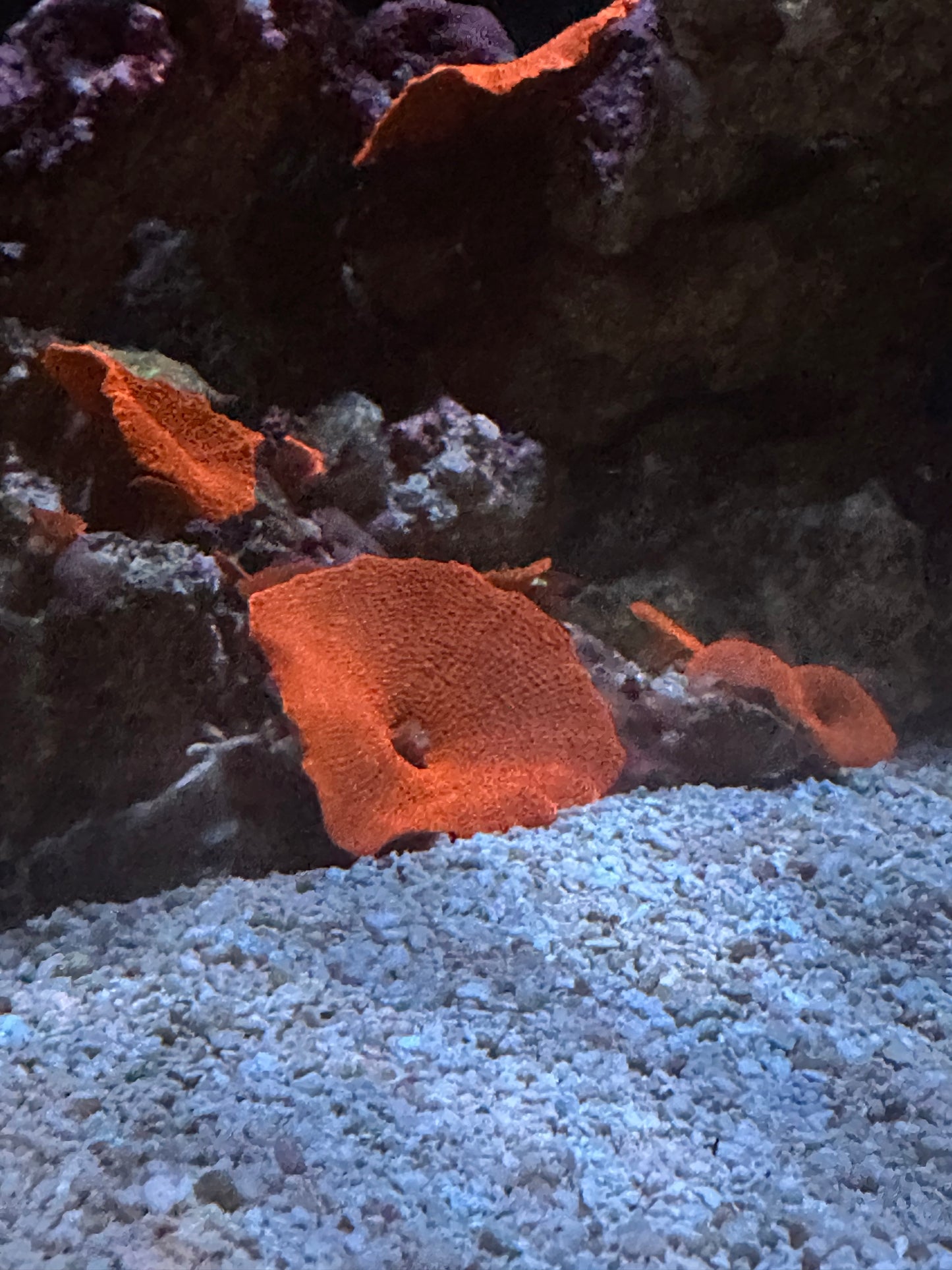 Red Discosoma Mushroom