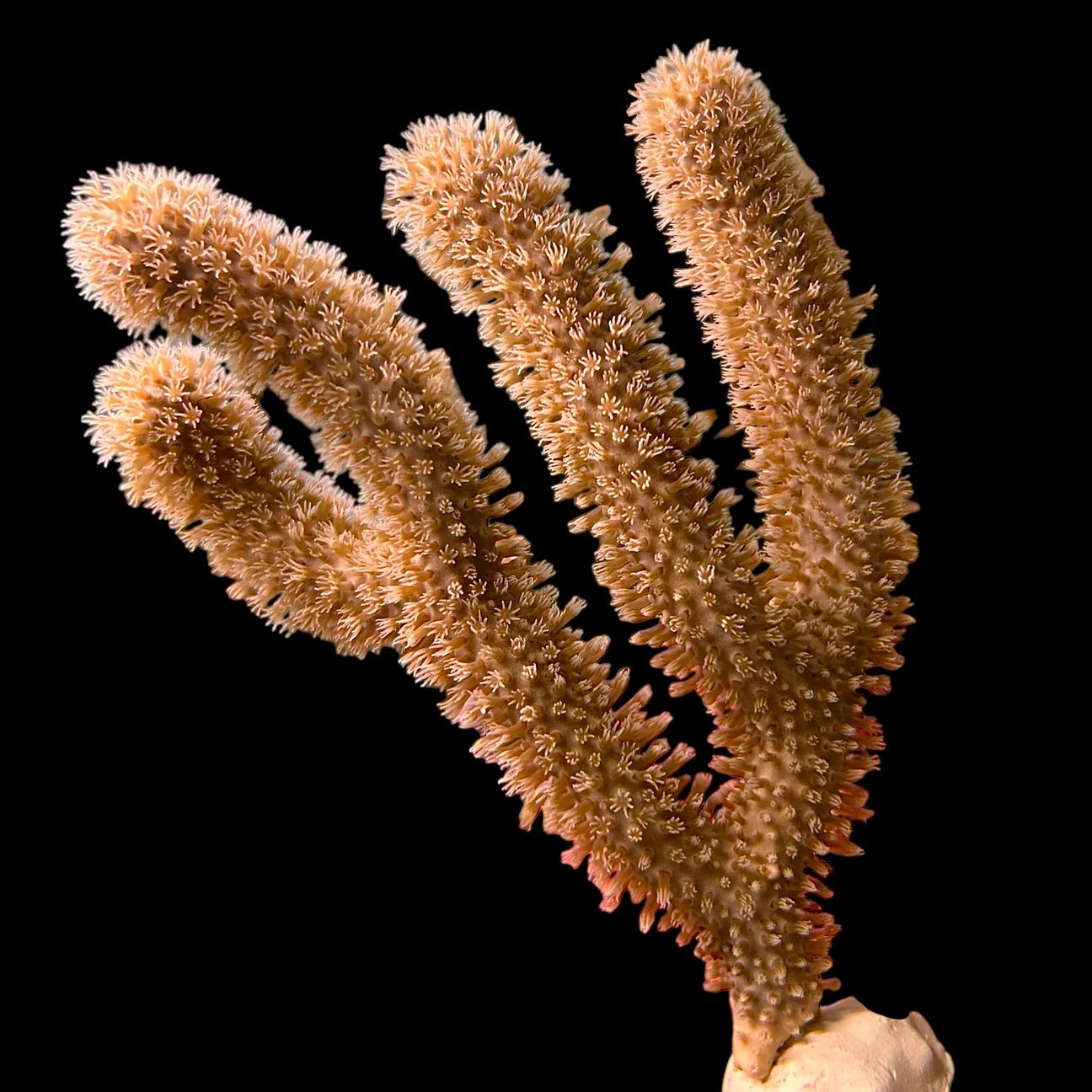 Slit Pore Gorgonian