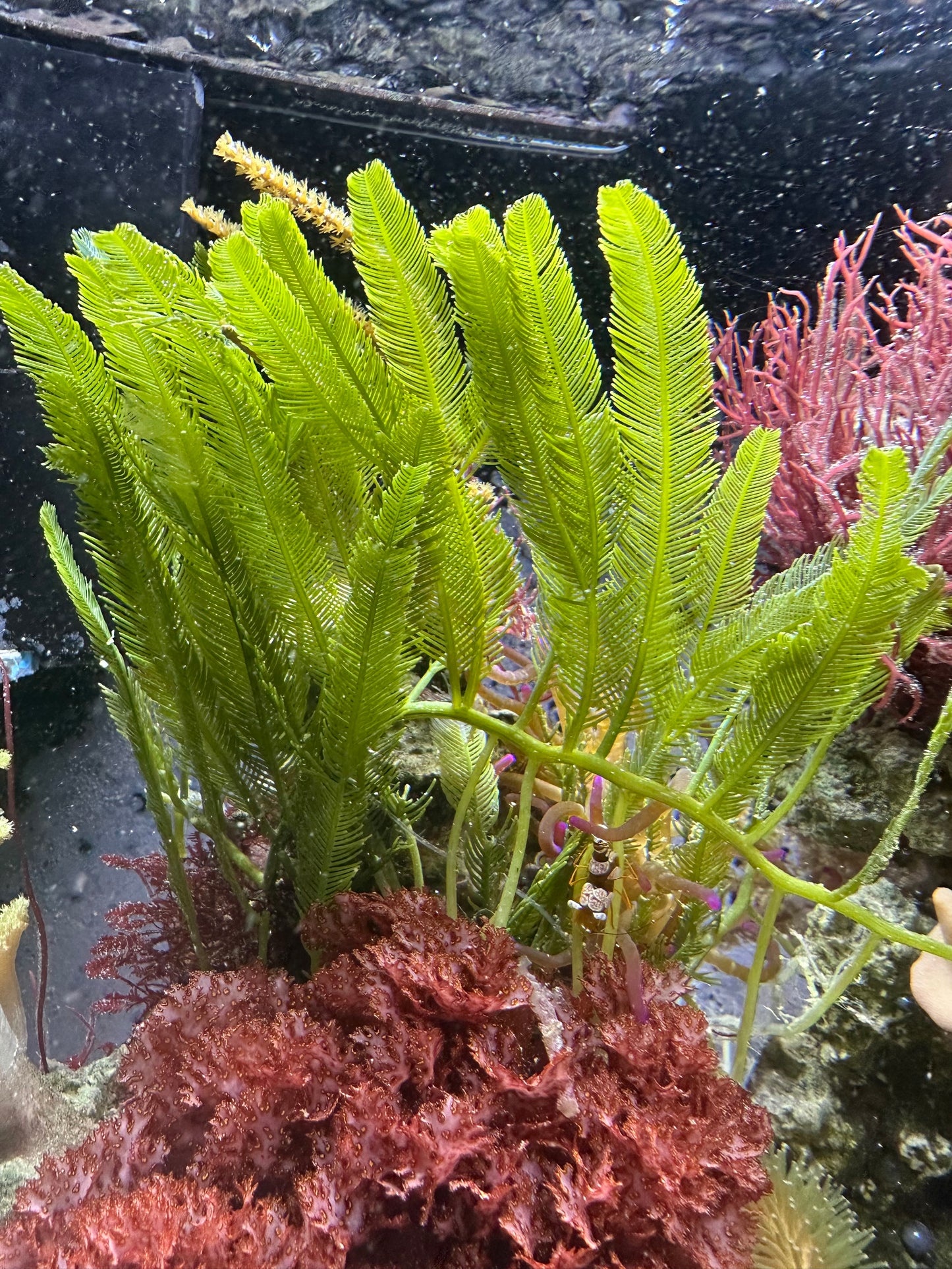Feather Caulerpa
