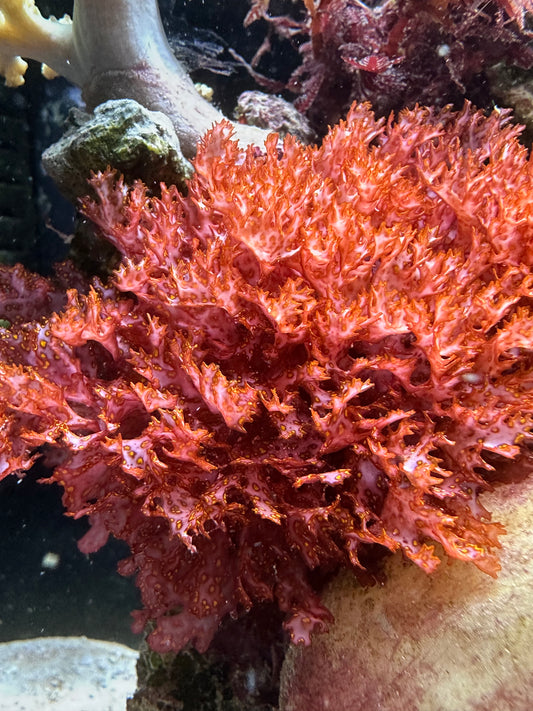 Orange Galaxy - Halymenia Stipitata