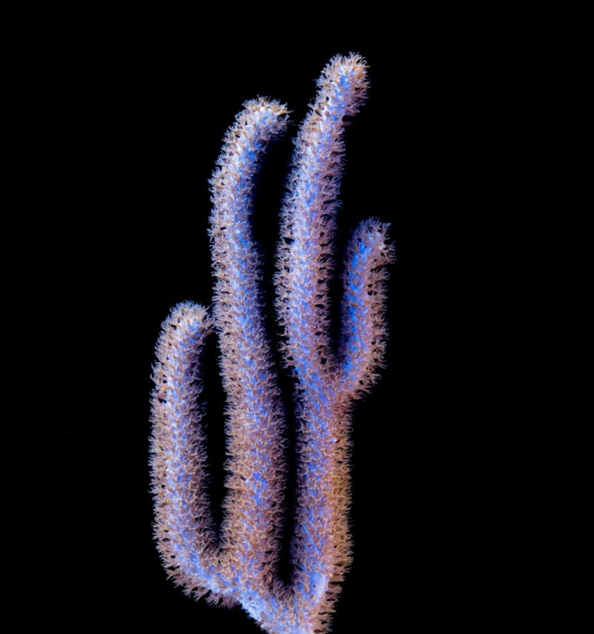 Slit Pore Gorgonian