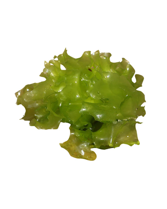 Sea Lettuce