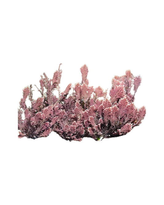Corallina officinalis