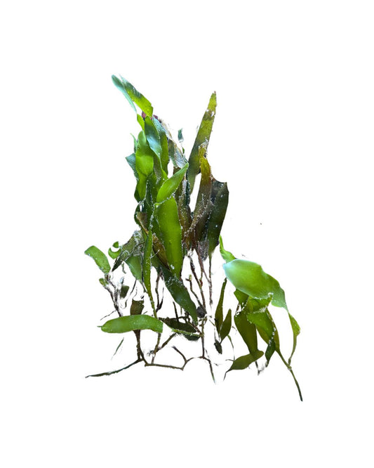 Blade Caulerpa