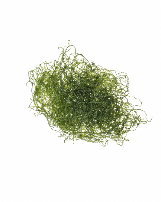 Chaetomorpha