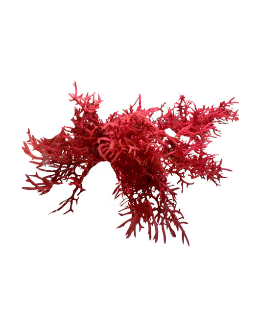 Graceful Red Weed