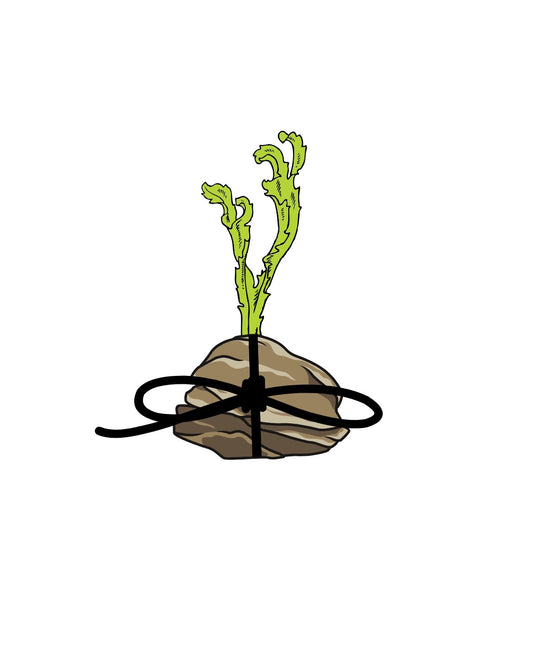 Anchor my Algae to a Rock
